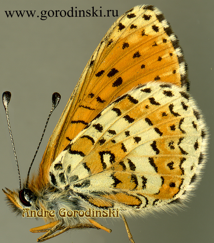 http://www.gorodinski.ru/nymphalidae/Melitaea baileyi.jpg